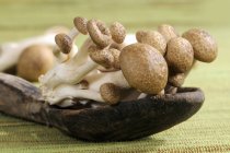 Brown beech mushrooms — Stock Photo