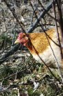 Primo piano vista della gallina bruna rusca nelle piante — Foto stock
