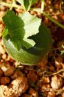 Closeup view of unripe melon on the plant — Stock Photo