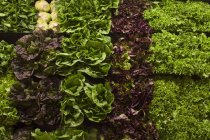 Frische bunte Salate — Stockfoto