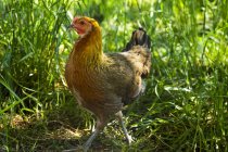 Visão diurna de galinha andando na grama verde — Fotografia de Stock