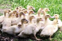 Daytime view of baby ducks crowding in grass — Stock Photo