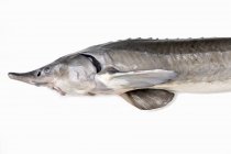 Fresh sturgeon fish — Stock Photo