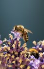 Вид крупным планом пчелы, сидящей на цветке лаванды — стоковое фото
