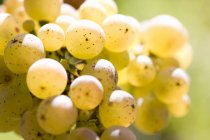 Білий виноград Рислінг — стокове фото