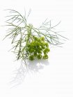 Fresh Dill with flowers — Stock Photo