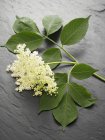 Closeup view of fresh Elderflowers with leaves on grey surface — Stock Photo