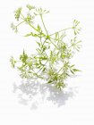 Chervil sprig with flowers — Stock Photo