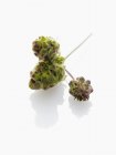 Closeup view of salad Burnet on white reflective surface — Stock Photo
