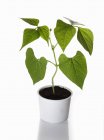 Eine Buschbohnenpflanze, die in einem Blumentopf auf weißem Hintergrund wächst — Stockfoto