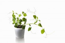Una pianta di piselli che cresce in un vaso da fiori su sfondo bianco — Foto stock