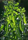 Una pianta di piselli alla luce del sole durante il giorno — Foto stock