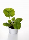 Una planta de calabacín creciendo en maceta sobre fondo blanco - foto de stock