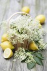 Flores de saúco en cesta con limones frescos - foto de stock