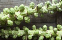 Cavoletti di Bruxelles coltivati — Foto stock