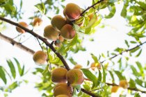 Peaches growing on tree — Stock Photo
