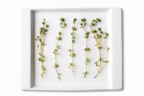 Thyme Sprigs in White Dish — Stock Photo
