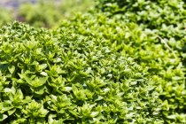 Cultivo de albahaca verde - foto de stock