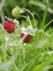 Wild strawberries on plant — Stock Photo
