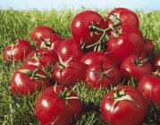 Tomates de videira húmida — Fotografia de Stock
