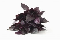 Frisches violettes Basilikum — Stockfoto