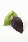 Зелений і фіолетовий листя базиліка — стокове фото