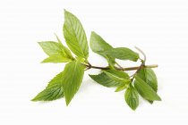 Sprig of chocolate mint — Stock Photo