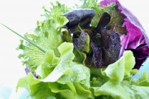 Свежий красный и зеленый салат — стоковое фото