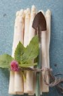 White asparagus with spade — Stock Photo