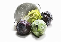 Different varieties of cabbages — Stock Photo
