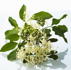 Closeup view of fresh elderflowers with leaves on white background — Stock Photo