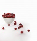Fresh Cranberries in bowl — Stock Photo