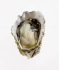 Close up of Oyster in Half Shell — Stock Photo
