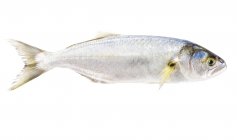 Pesce della mascella, primo piano — Foto stock