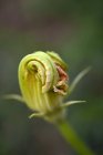 Une fleur de courgette sur fond vert flou — Photo de stock