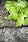 Салат растёт в почве — стоковое фото