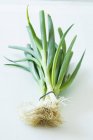 Bunch of spring onions — Stock Photo