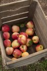 Manzanas recién picadas - foto de stock