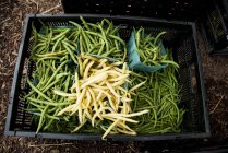Green and yellow Waxed Beans — Stock Photo