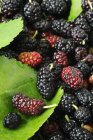 Fresh Mulberries in heap — Stock Photo