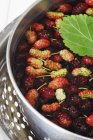 Fresh Mulberries in pan of Water — Stock Photo
