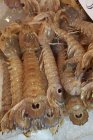 Crevettes Mantis crues — Photo de stock