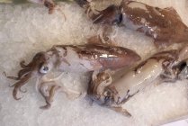 Nahaufnahme von toten Tintenfischen auf Eis — Stockfoto