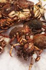 Closeup view of various crabs on ice — Stock Photo