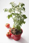 Uma planta de tomate em um pote sobre a superfície branca — Fotografia de Stock