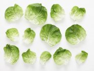 Frische Reihen Salatblätter — Stockfoto