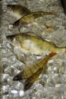 Perch fish on ice cubes — Stock Photo
