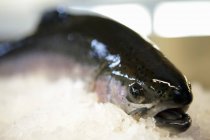 Raw rainbow trout on ice — Stock Photo