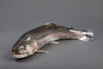 Raw rainbow trout — Stock Photo