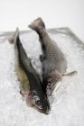 Pesce salmerino fresco sul ghiaccio — Foto stock